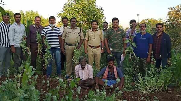 బయట నుంచి చూస్తే టమాట పంటేగా అనుకుంటారు.. లోపలికి వెళ్లి చూసిన పోలీసుల మైండ్ బ్లాంక్ అయ్యింది