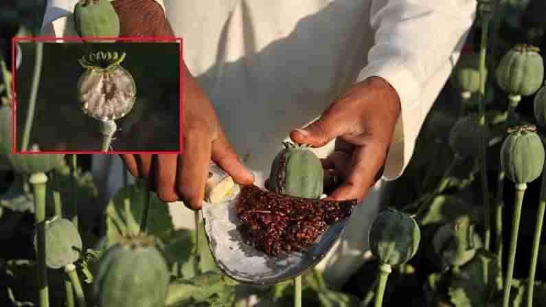 Cultivation of the opium poppy: తెలుగు రాష్ట్రాల్లో సంచలనంగా మారిన గసగసాల సాగుపై టీవీ9 గ్రౌండ్ రిపోర్ట్