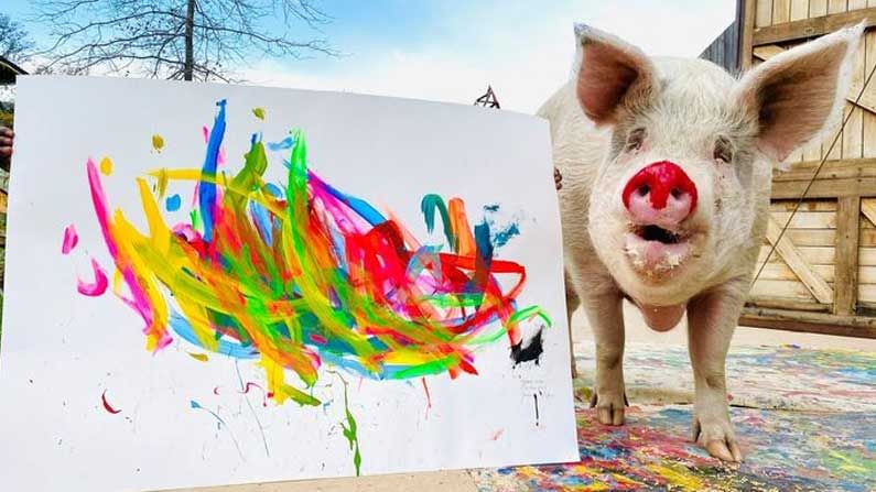 Painting Pig: కుంచె పట్టి చిత్రాలు గీస్తోన్న పంది.. వైరల్‌గా మారిన వీడియోలు.. లక్షలు పలుకుతోన్న పెయింటింగ్స్‌..