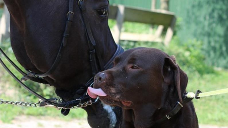 Pensions For Dogs, Horses : కుక్కలకు, గుర్రాలకు పెన్షన్.. పార్లమెంట్‌లో చట్టం.. విషయం తెలిస్తే ఆశ్చర్యపోతారు..