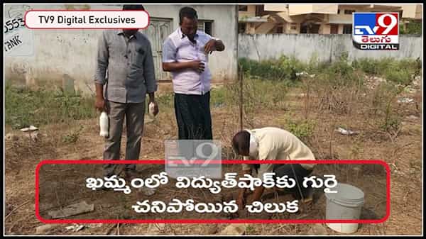 రామ చిలుకకు అంత్యక్రియలు జరిపిన వీడియో సోషల్ మీడియా లో చక్కర్లు కొడుతుంది ..:Funeral for Parrot Video