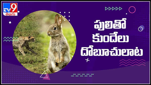 Viral Video : పులితో కుందేలు దోబూచులాట..గెలుపెవరిది..?పులికి చుక్కలు చూపించిన కుందేలు వైరల్ అవుతున్న వీడియో.