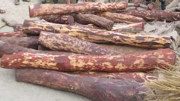 Red Sandalwood: మళ్లీ మొదలైన ఎర్రచందనం స్మంగ్లింగ్.. ముగ్గురు అరెస్టు.. 20 ఎర్రచందనం దుంగల స్వాధీనం