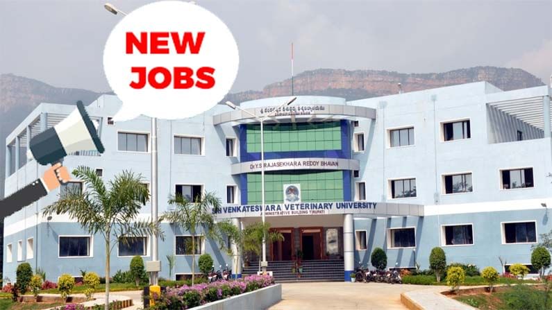 SVVU Recruitment 2021: ఏపీలో శ్రీ వేంకటేశ్వర వెటర్నరీ యూనివర్సిటీలో ఉద్యోగాలు.. వేతనం రూ.17,500