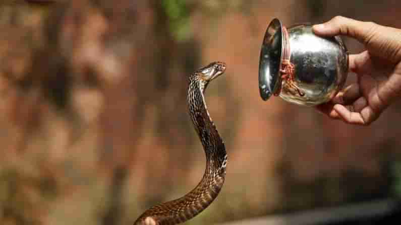 Snake In Home: ఇంట్లోకి వచ్చిన పామును చంపేయకుండా పాలు పోసి పెంచుతున్నారు.. అనంతపురం జంట వింత నిర్ణయం..