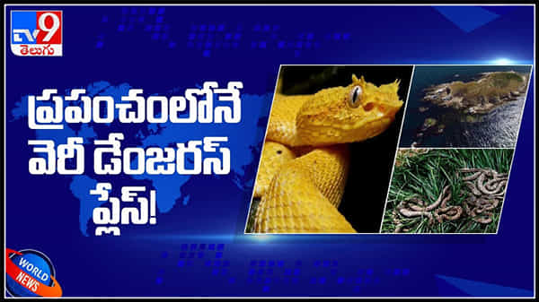 ప్రపంచంలో అత్యంత ప్రమాదకరమైన స్నేక్ ఐలాండ్ వీడియో...ఒళ్ళు గగ్గురుపరిచే నిజాలు : Snake Island Video