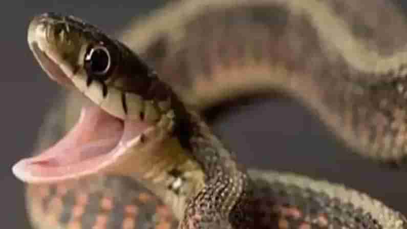 Snake in GHMC Office: జీహెచ్‌ఎంసీ కార్యాలయం ఎదుట నాగుపాము..  పడగ విప్పుతూ పరేషాన్.. వాహనాల రాకపోకలకు  అంతరాయం..