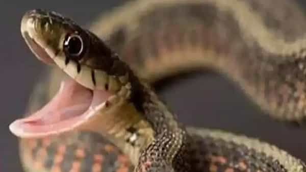 Snake in GHMC Office: జీహెచ్ఎంసీ కార్యాలయం ఎదుట నాగుపాము.. పడగ విప్పుతూ పరేషాన్.. వాహనాల రాకపోకలకు అంతరాయం..