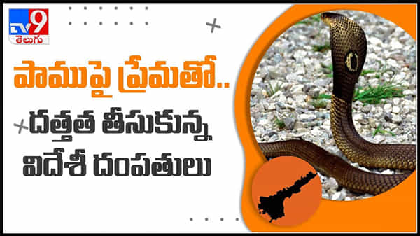 ఇంటికొచ్చిన పాముపై ప్రేమతో.. దత్తత తీసుకున్న దంపతులు..వారి ఔదార్యం..!: Adopted Poisonous snake Video