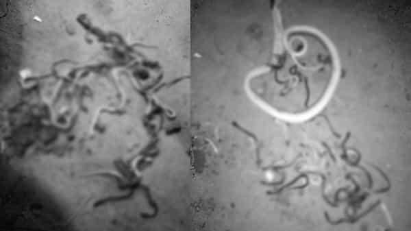 Terrible Scene: మహబూబాబాద్లో భయానక దృశ్యం.. ఆ ఇంట్లో ఒకటి కాదు, రెండు కాదు.. ఏకంగా 120 పాములు.. వరుసగా వస్తూనే ఉన్నాయి..