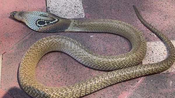Hyderabad Snakes: హైదరాబాద్ పాతబస్తీలో పాములు కలకలం.. ఏకంగా మూడు పాములు ఒకేచోట