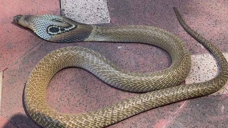 Snakes Hulchal: తిరుమలలో పాముల కలకలం.. భక్తులు హడల్.. మహాబూబ్‌నగర్ జిల్లాలో అయితే కుప్పలు తెప్పలుగా