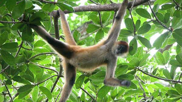 Spider Monkey: ఆ కొండముచ్చు కోసం ఊరు ఊరంతా ఏడ్చేసింది.. కారణం తెలిస్తే మీరూ అయ్యో అంటారు..