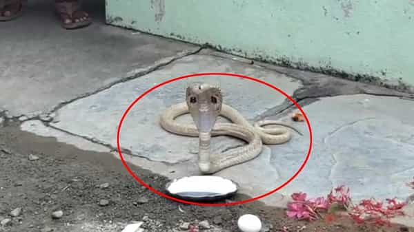 White snake Appeared: మహాశివరాత్రి వేళ మహా అద్భుతం... మంచిర్యాల జిల్లాలో శ్వేతనాగు దర్శనం
