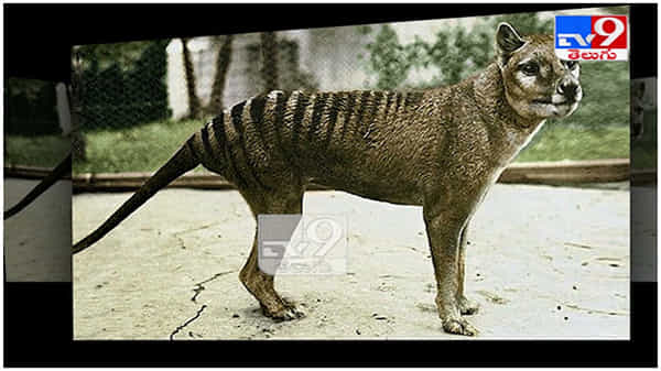 Tasmanian tiger: సగం కుక్క... మరో సగం పులి... అంతరించిన జీవి ప్రత్యక్ష్యం..!! ( వీడియో )