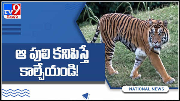 నలుగురిని చంపి తినేసి పులి..ఆపై పశువులపై దాడి ఆ పులిని కాల్చేయండి..! Tiger Video Viral