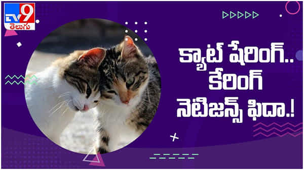 ‘క్యాట్ షేరింగ్.. కేరింగ్..’ ఆ పిల్లులు ఎంత ప్రాణ స్నేహితులో... ఈ వీడియోని చూసి నెటిజెన్స్ ఫిదా.. ( వీడియో )