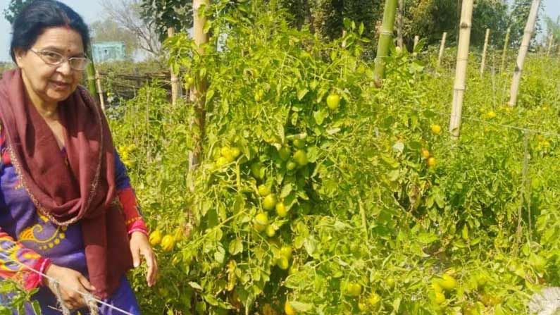 UP Woman Farmer : సరికొత్త పద్ధతుల్లో టమాటాలు సేద్యం చేసి.. రోజుకి 7క్వింటాళ్ల దిగుబడి సాధిస్తున్న మహిళా రైతు..