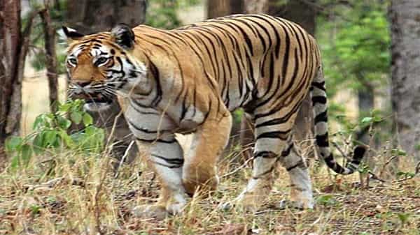 రాయల్ బెంగాల్ టైగర్ దాడిలో జూ అటెండెంట్ మృతి, అరుణాచల్ ప్రదేశ్ లో విషాదం, ఇదే తొలి ఘటన అంటున్న క్యూరేటర్