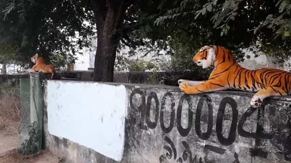 చింత పంటను కోతుల బారి నుంచి కాపాడుకునేందుకు మహిళ అద్భుత చిట్కా.. వానరాల ఆ ఏరియాకి వస్తే ఒట్టు..!