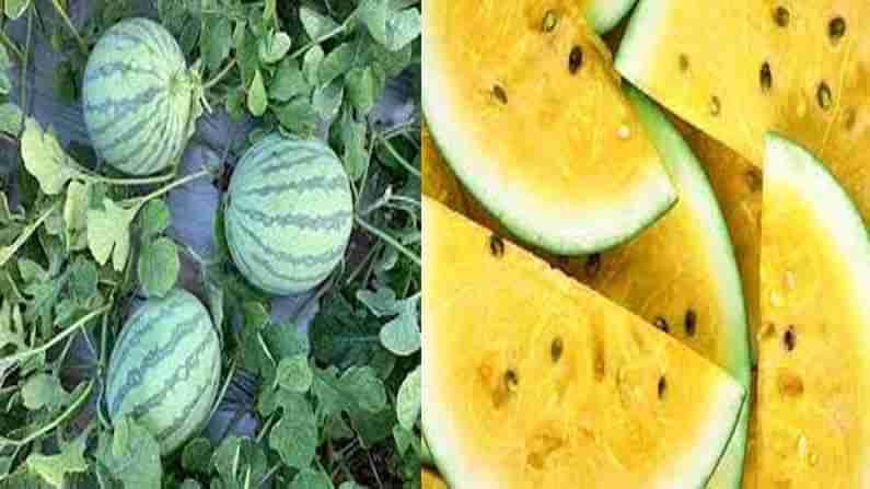 Yellow Watermelons : వేసవిలో దాహార్తి తీర్చడానికి వచ్చేసింది ఎల్లో పుచ్చకాయ.. ఏవి ఎక్కడ దొరుకుతాయో తెలుసా..!