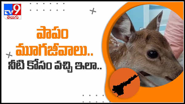 పాపం మూగజీవాలు.. నీటి కోసం వచ్చి ఇలా..వైరల్ వీడియో.. : Dog attack on deer Video.