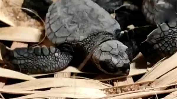 Baby Turtles released into Sea : పరిమళించిన మానవత్వం, సాగరతీరంలో తాబేలు పిల్లల్ని వదిలిన మధురక్షణం