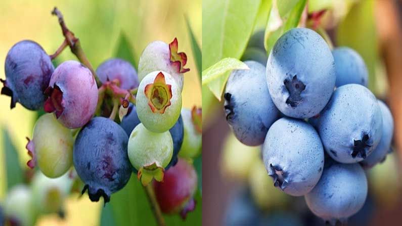 Blueberries Benefits : బ్లూ బెర్రీలు ఎన్నో పోషకాలకు నిలయం.. దీని జ్యూస్ వృద్ధులకు ఓ వరం..