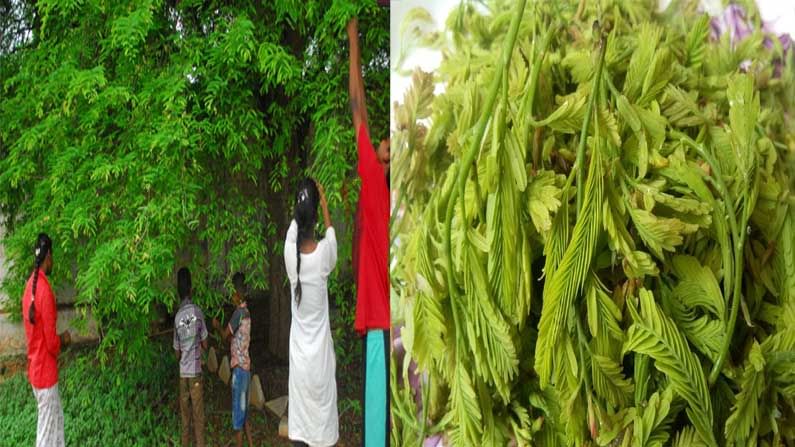 Benefits Of Tamarind Leaves : సీజనల్ సమయంలో లభించే చింత చిగురుతో ఆరోగ్య ప్రయోజనాలు ఎన్నో..!