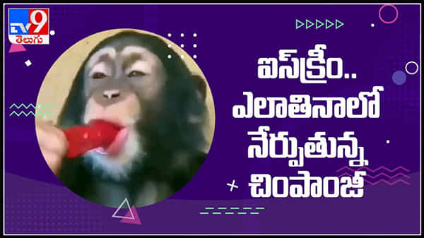 ఈ చింపాంజీ చేష్టలు చూస్తే నవ్వుఆపుకోలేరు.. వైరల్ వీడియో : chimpanzee antics funny video