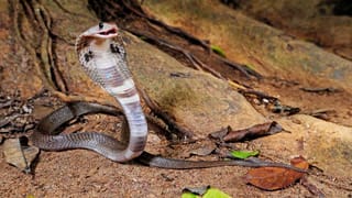 రూ.200 కోసం రూ. 6కోట్లు వదులుకుంది.. నిజాయితీని చాటుకున్న లాటరీ సెల్లర్..!