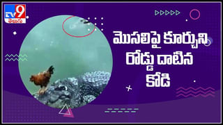 Viral Video: చేష్టలతో నవ్వు తెప్పించడం వాటికి అలవాటేగా.. ఈ వానరం స్టైల్‌తో నవ్వించింది.. మీరే చూడండి