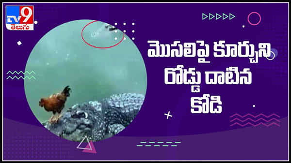 మొసలిపై కూర్చుని నది దాటిన కోడి! మాటు వేసిన మరో మొసలి.. కోడి రాక్.. మొసలి షాక్..: Crocodile and Hen Viral Video.