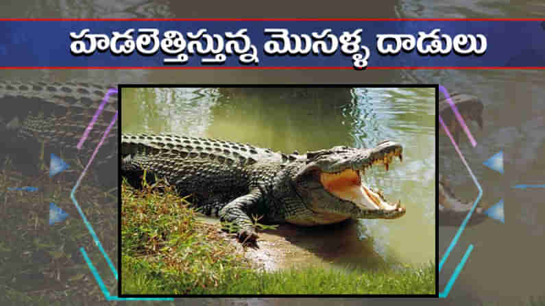 Crocodile Attacks: హడలెత్తిస్తున్న మొసళ్ళు.. ఇటీవల కాలంలో ఎన్నో దాడులు.. ఎలా దాడులకు దిగాయో తెలిస్తే షాకే!