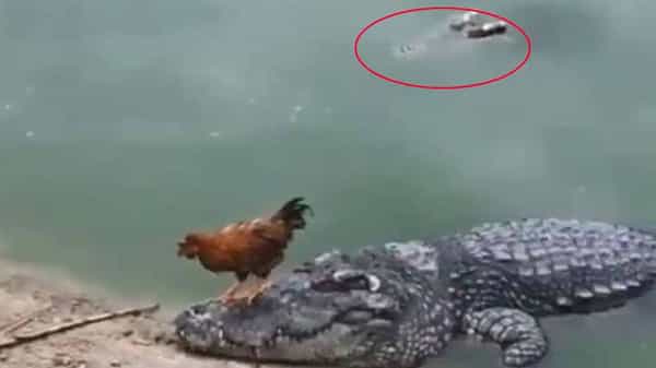 Viral: మొసలిపై కూర్చుని నది దాటిన కోడి.. అంతలోనే అనూహ్య సంఘటన.. ఒళ్లుగగుర్పొడిచే వీడియో.!