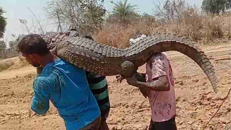 Crocodile trapped : బాబోయ్‌... మన బొంబాయిలో ఇంత పెద్దదా.. ! మహబూబాబాద్ జిల్లా ఊర చెరువులో వలలో చిక్కిన భారీ మకరం