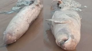 Vizag Municipal Results: విశాఖ 89వ వార్డు.. టీడీపీ ఆందోళనతో రీకౌంటింగ్‌… టీడీపీ అభ్యర్థి గెలిచినట్లు ప్రకటన