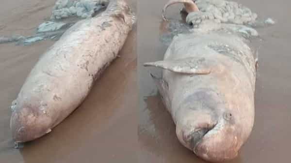 Dolphin Dead Body : విశాఖలోని యారాడ సముద్ర తీరానికి కొట్టుకువచ్చిన డాల్ఫిన్ మృత దేహం ..
