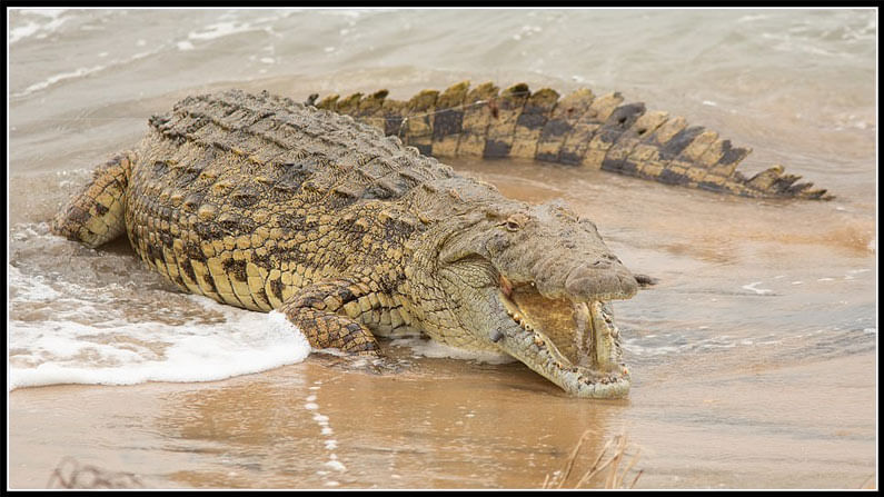 Gigantic Crocodile Swallows A Shark In Australia 3
