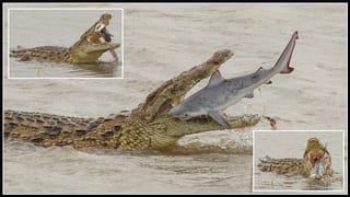 Octopus: మనిషిలానే ఆక్టోపస్‌కు నిద్రలో కలలు!..ఆసక్తికర విషయాలు వెల్లడించిన బ్రెజిల్ శాస్త్రవేత్తలు