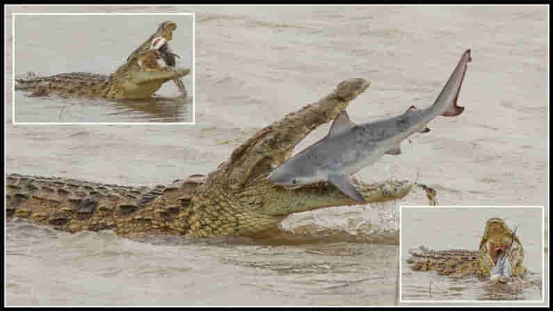 భారీ మొసలి వైట్ షార్క్ ని ఎలా పట్టేసిందో ! ఎర ఇక నైస్ ఫుడ్, క్వీన్స్ ల్యాండ్ వరదల్లో విచిత్రం !