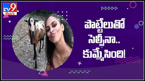 పొట్టేలుతో సెల్ఫీ కోసం ట్రై చేసిన యువతికి మైండ్ బ్లాక్ షాక్ ఇచ్చింది వైరల్ గా మారిన వీడియో : Girl selfie With Goat