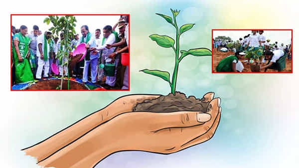 ప్రతీ మొక్కా బతకాలి.. పచ్చదనం పెరగాలి.. తెలంగాణలో సత్ఫలితాలిస్తున్న హరితహారం