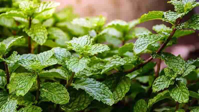 Health Benefits of Mint: ఆరోగ్యానికి ఔషధాల సంజీవని పుదీనా.. ప్రయోజనాలు తెలిస్తే అస్సలు వదిలిపెట్టరు..