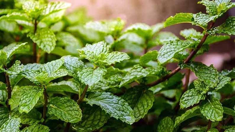 Health Benefits of Mint: ఆరోగ్యానికి ఔషధాల సంజీవని పుదీనా.. ప్రయోజనాలు తెలిస్తే అస్సలు వదిలిపెట్టరు..