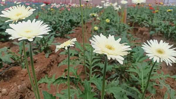Jerbara Flowers : ఈ పూలతో లక్షల్లో లాభాలు.. మొక్కకు 25 పెడితే.. ఒక్కో పువ్వు ఎంత పలుకుతుందో తెలుసా..