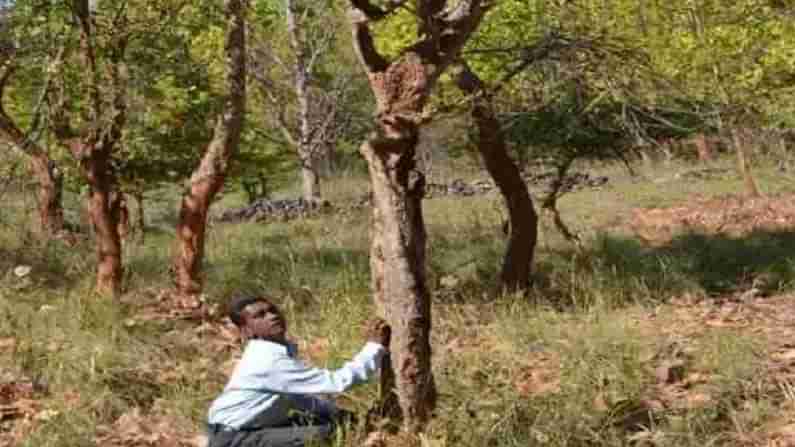 The Laughing Tree: భలే..భలే..ఈ చెట్టు మనిషి ముట్టుకోగానే నవ్వుతుంది... ఇంతకంటే విచిత్రం ఉంటుందా..?