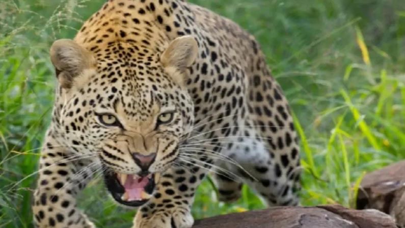 Leopard Trapped: కుక్కను వెంటాడుతూ ఇంట్లోకి దూరిన చిరుత.. చివరికి ఏం జరిగింది అంటే.!