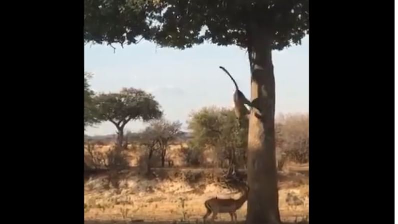 Scary Video: ఆకలి తీర్చుకుంటున్న జింక.. చెట్టుపైన దాక్కున చిరుత.. ఒళ్లు గగుర్పొడిచే దృశ్యాలు.!