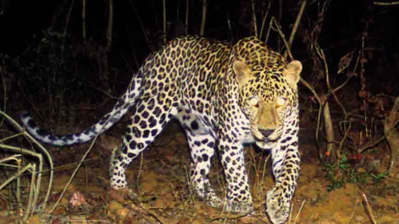 Leopard attack :  గ్రామంలోకి వచ్చిన చిరుత.. పట్టుకోబోయిన అటవీశాఖ అధికారులు, పోలీసుల పైన దాడి